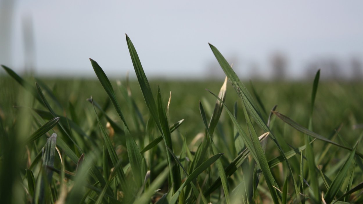 Трава обои 1920х1080