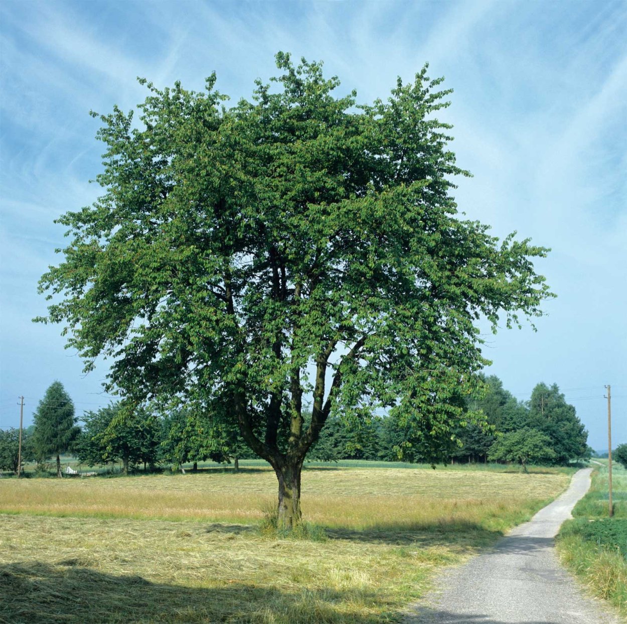Ксшьан взрослое дерево