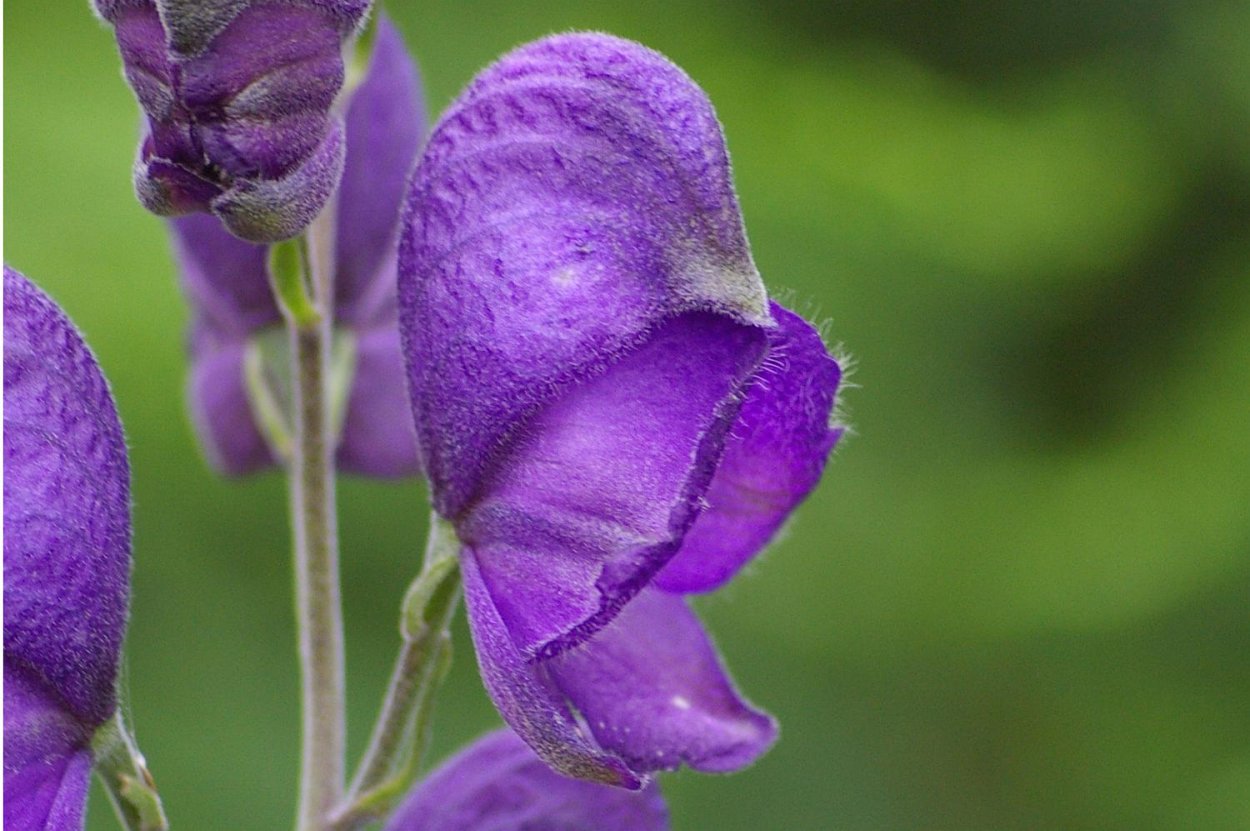 Аконит клобучковый Aconitum napellus