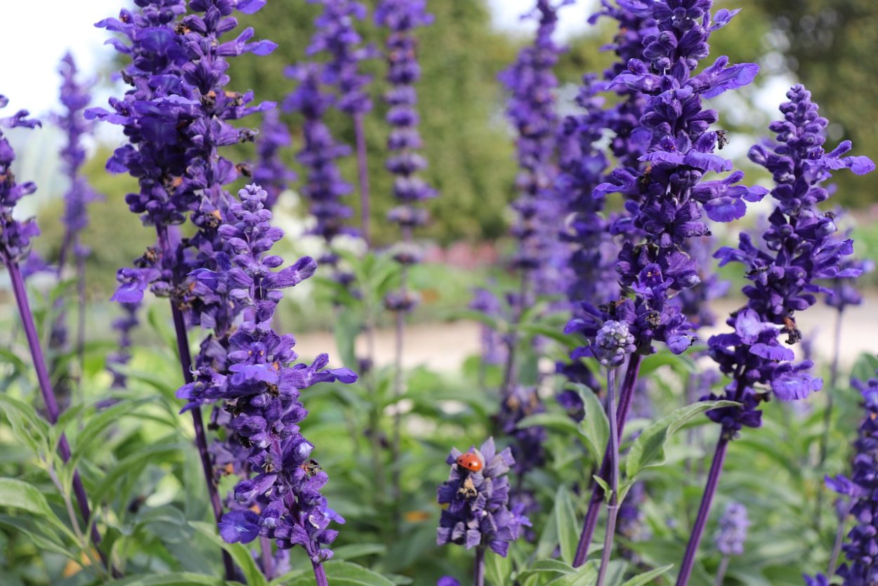 Анемона корончатая ветреница