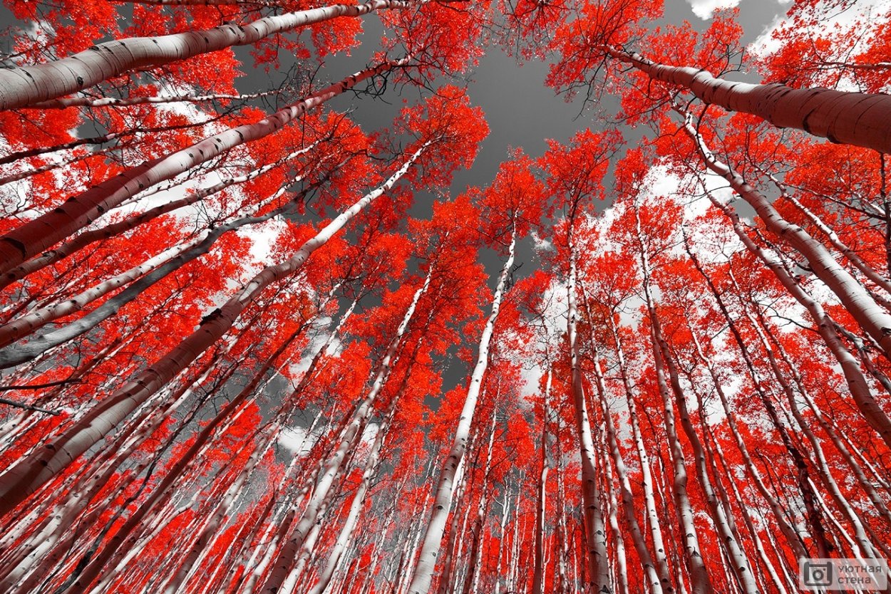 Берёза с красной листвой