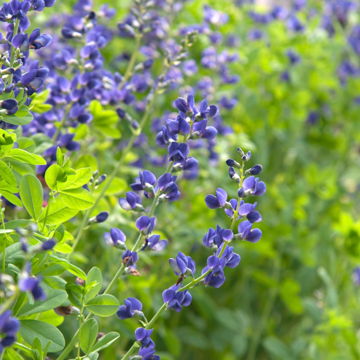 Живокость аптечная