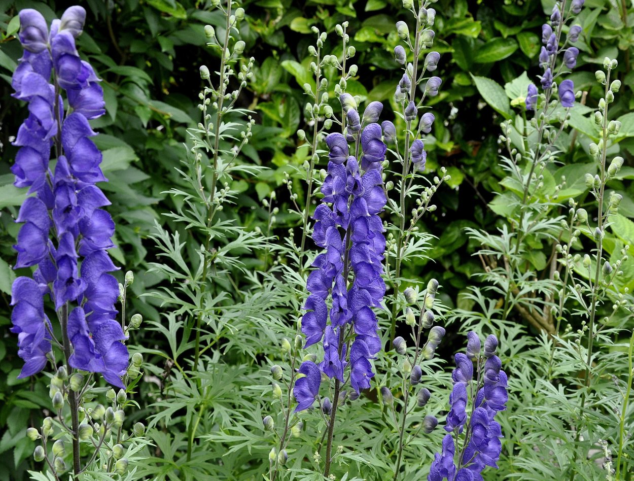 Аконит клобучковый