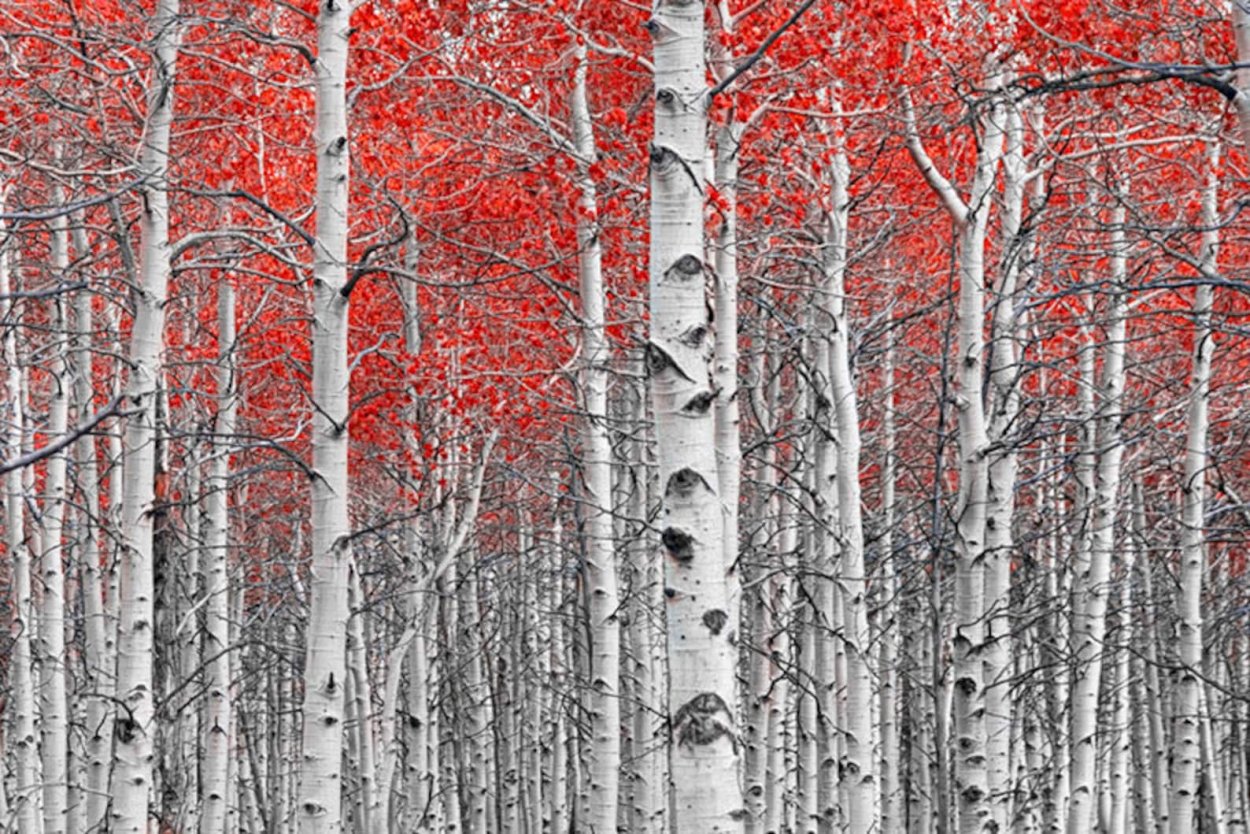 Осина дерево черно бело красное фото