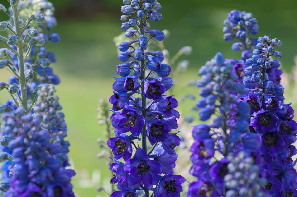 Ядовитое растение с синими фиолетовыми цветками