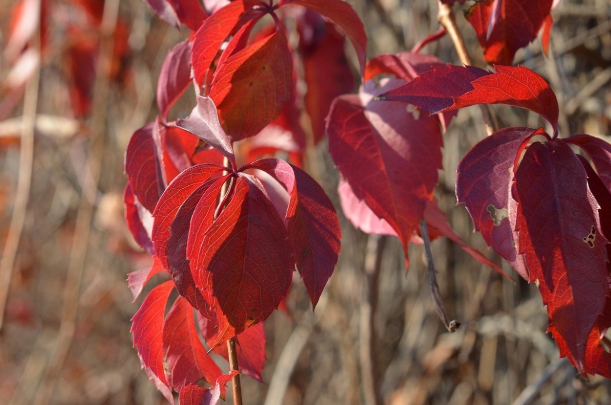 Красный клен Северной Америки