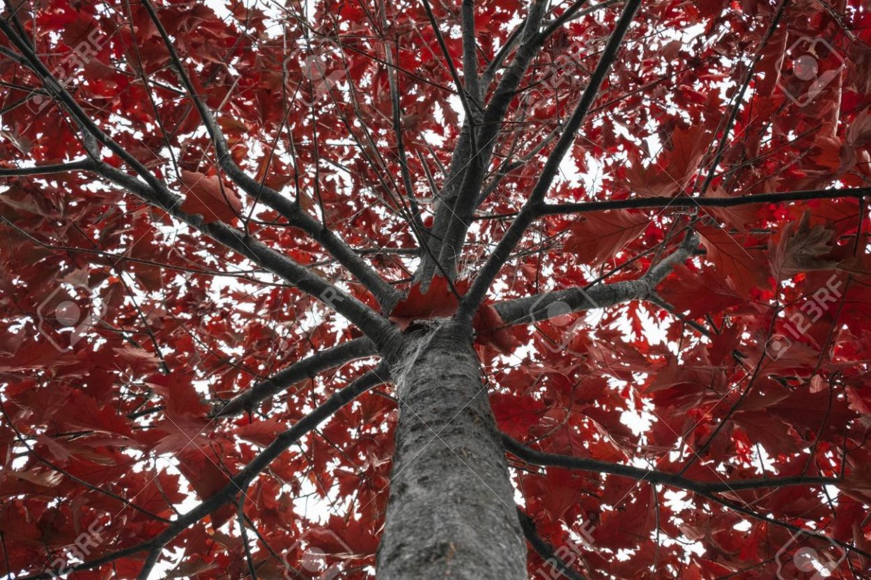 Вяз краснолистный