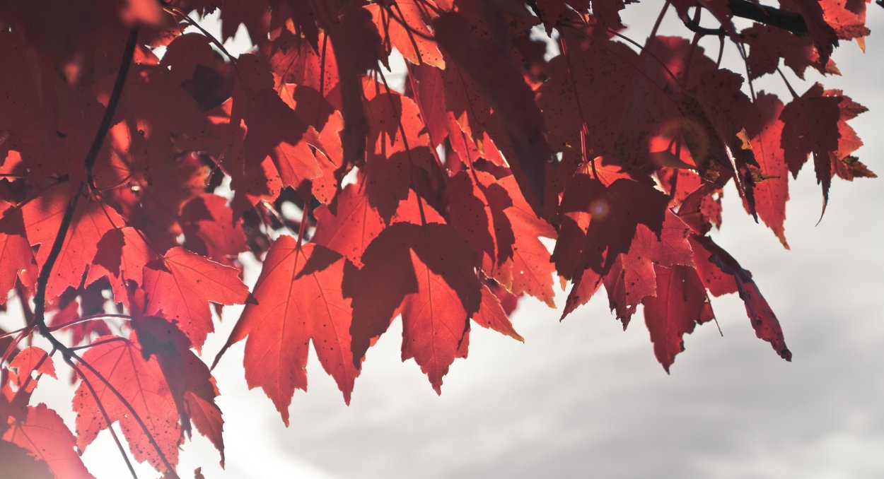 Клен красный кустовой