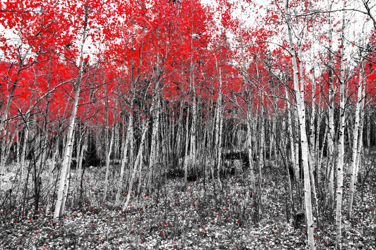 Дерево с красными листьями летом