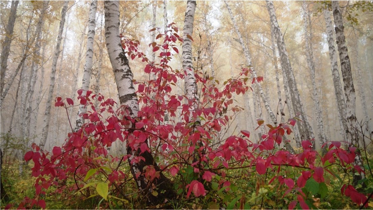 Бордовые осенние листья