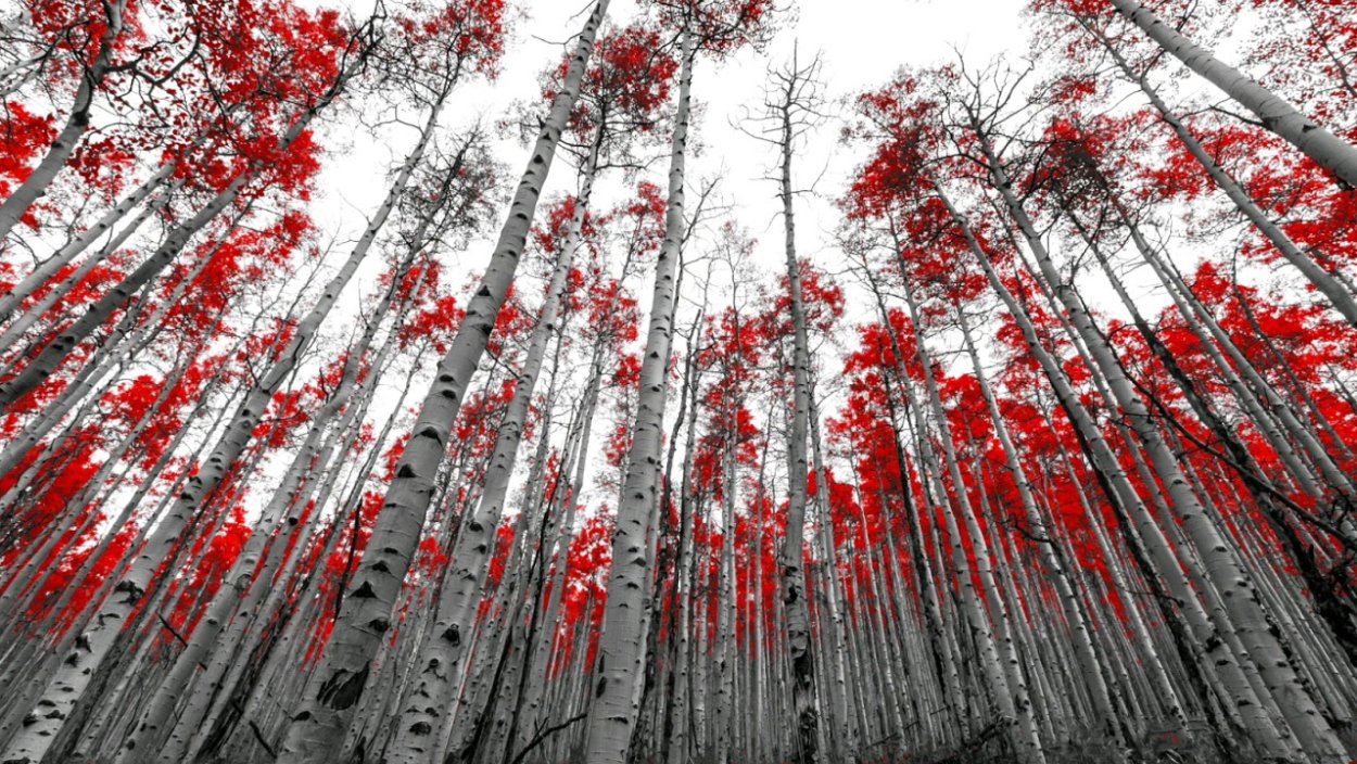 Береза с красными листьями