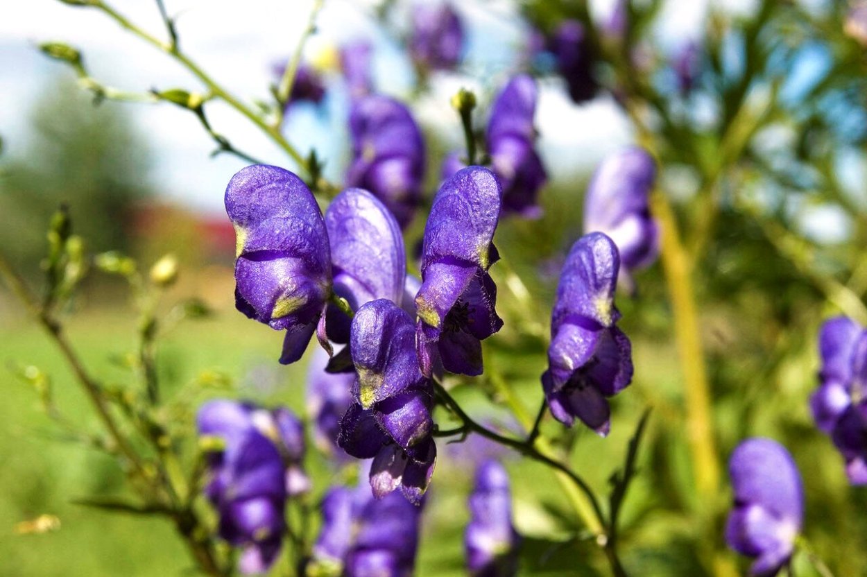 Сальвия синяя