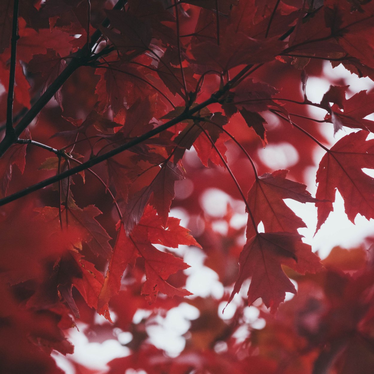 Клен Acer rubrum