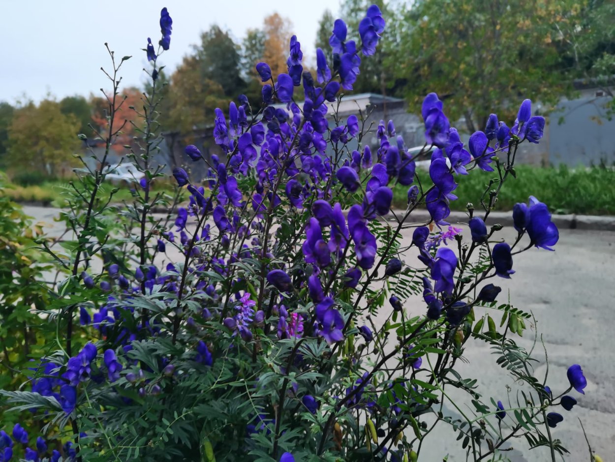 Иссоп лекарственный