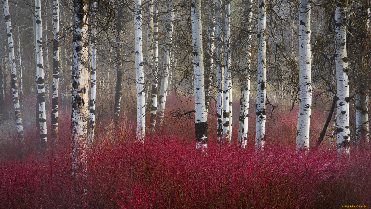 Красная ветка