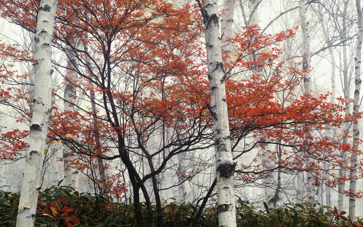 Багряный плющ