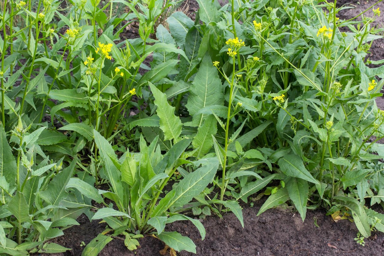 Свербига Восточная Bunias orientalis