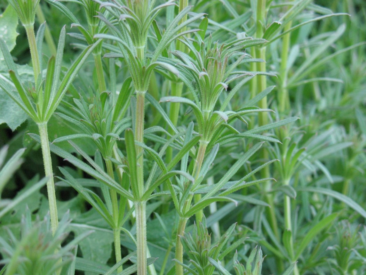 Сурепка Дикая