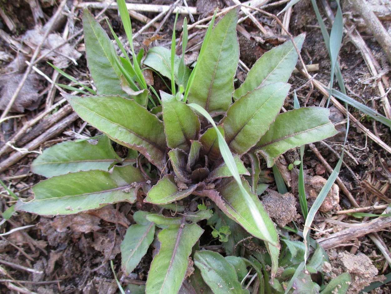 Сергебузы растение