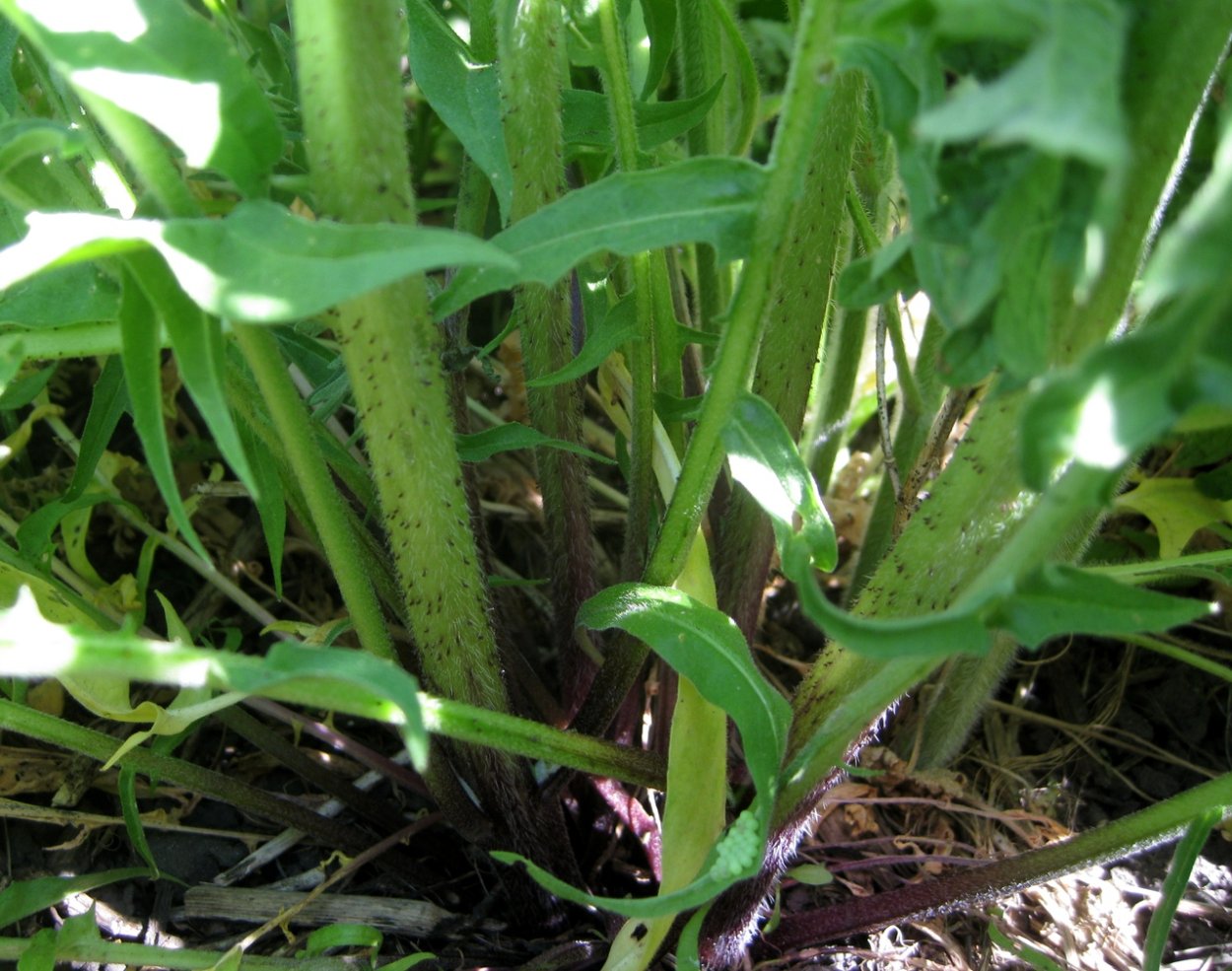 Петушки трава съедобная