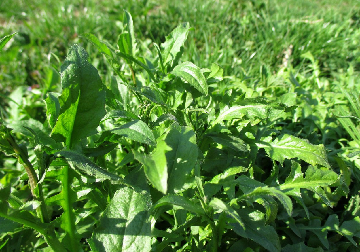 Трава свербига Восточная