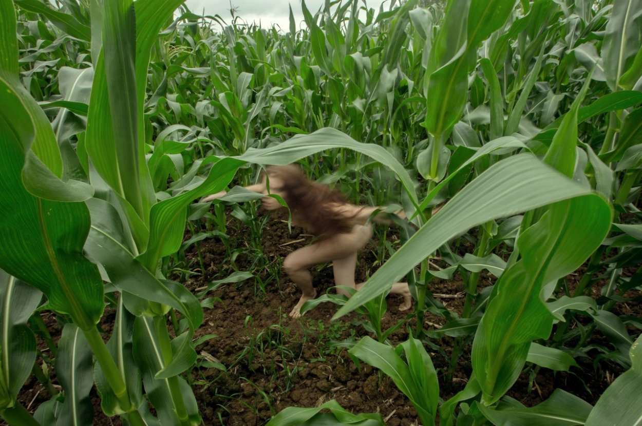 Свербига Восточная Bunias orientalis