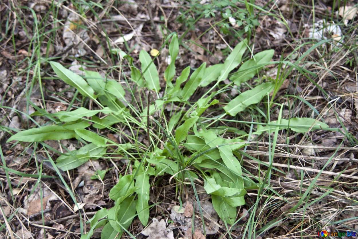 Витекс желтый полевой цветок