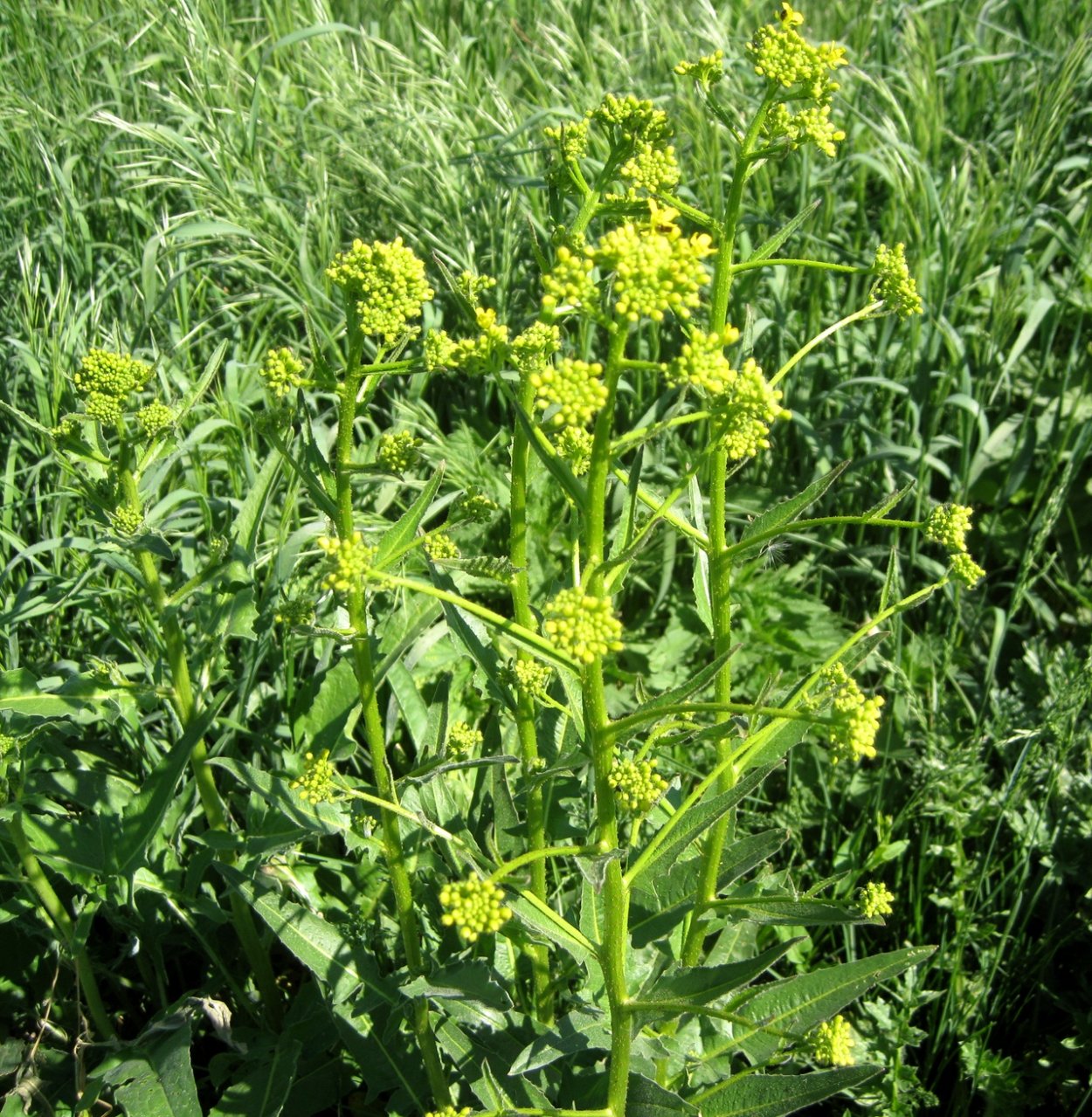 Одуванчик сорное растение