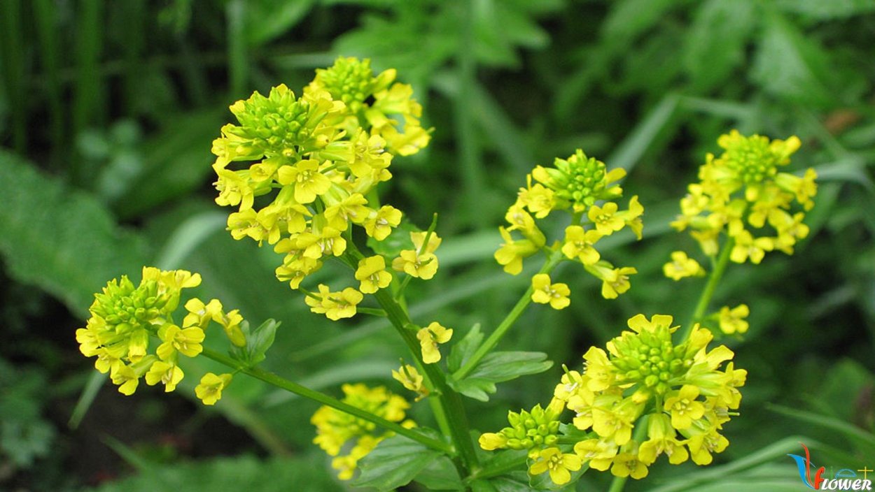 Северокавказская черемша