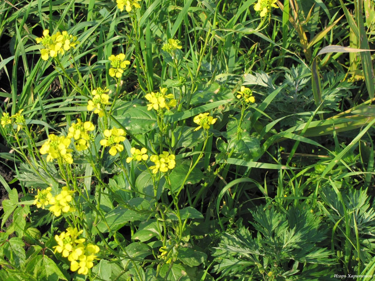 Сорняк лопух