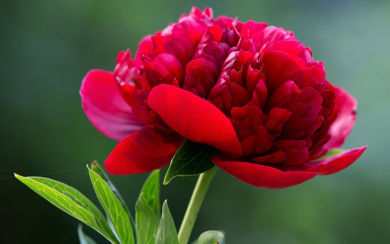 Алые пионы букет