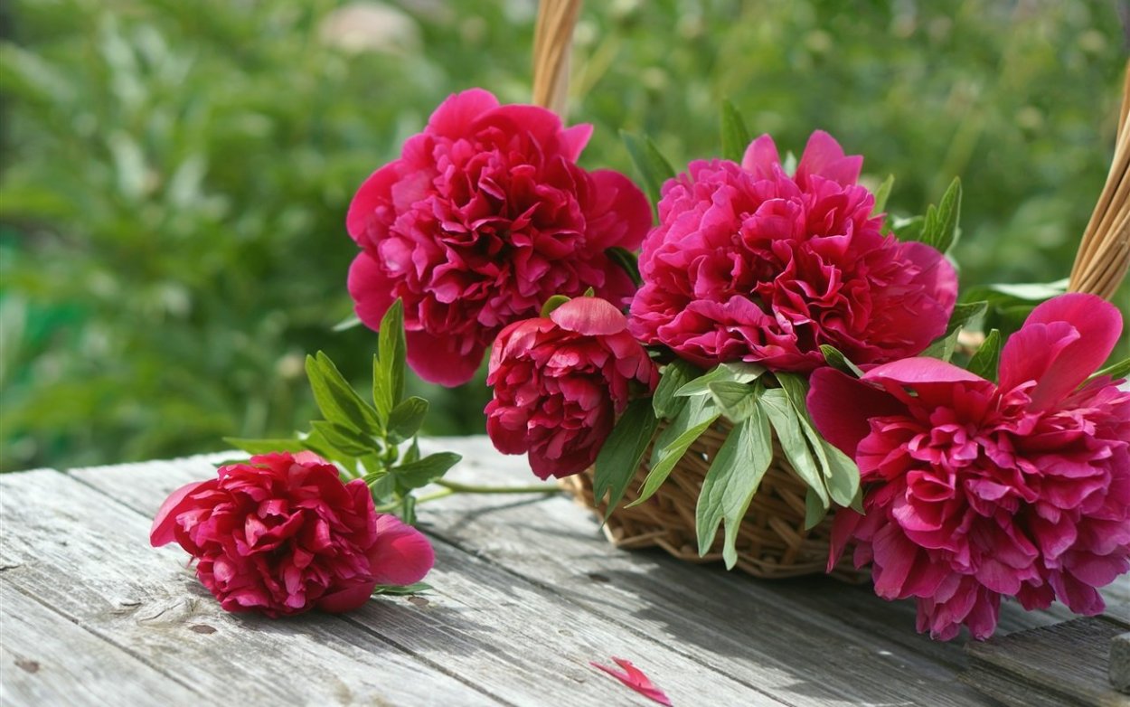 Цветы пионы красные