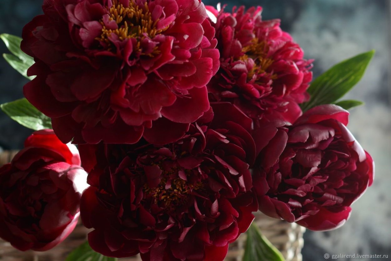 Пион один цветок красный