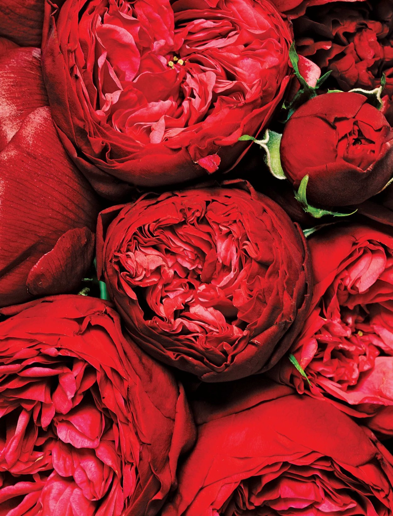 Роза пионовидная малиновый пион