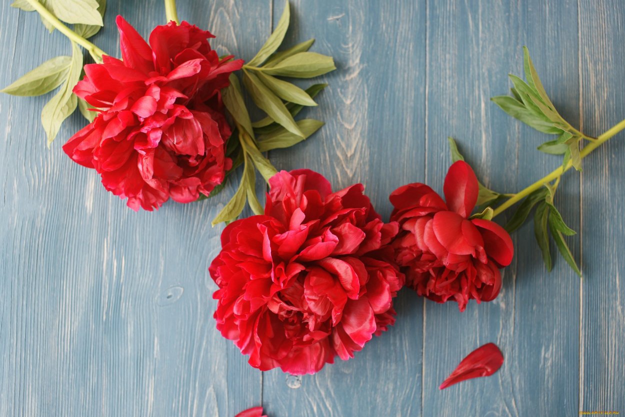 Пион Кримсон вельвет