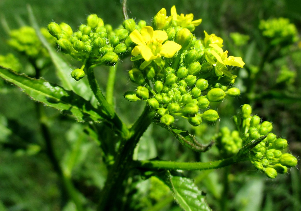 Травка съедобная