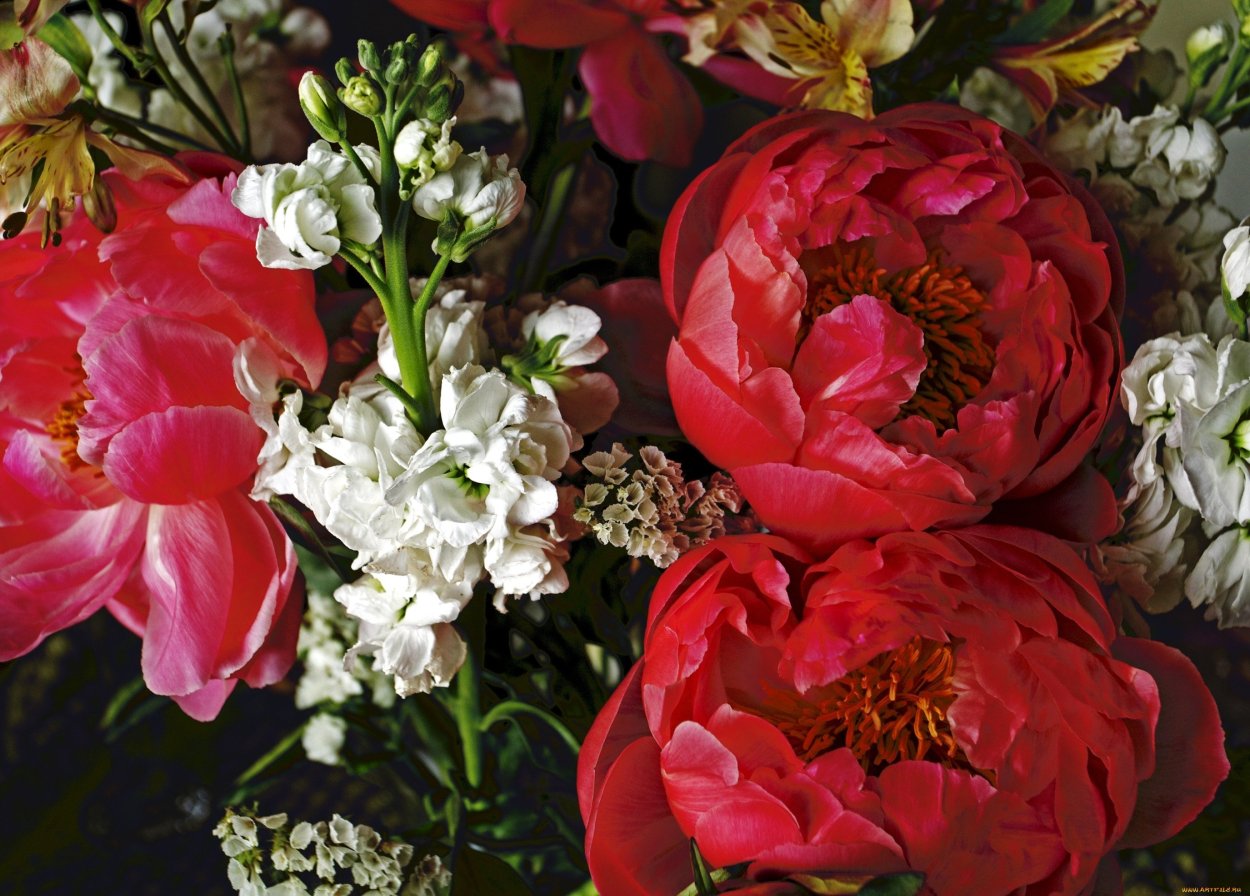 Букет красные пионы