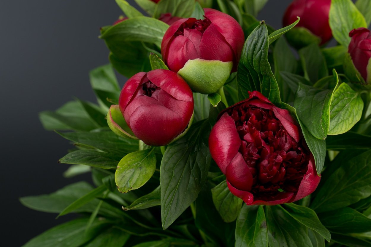 Пион темный бордо