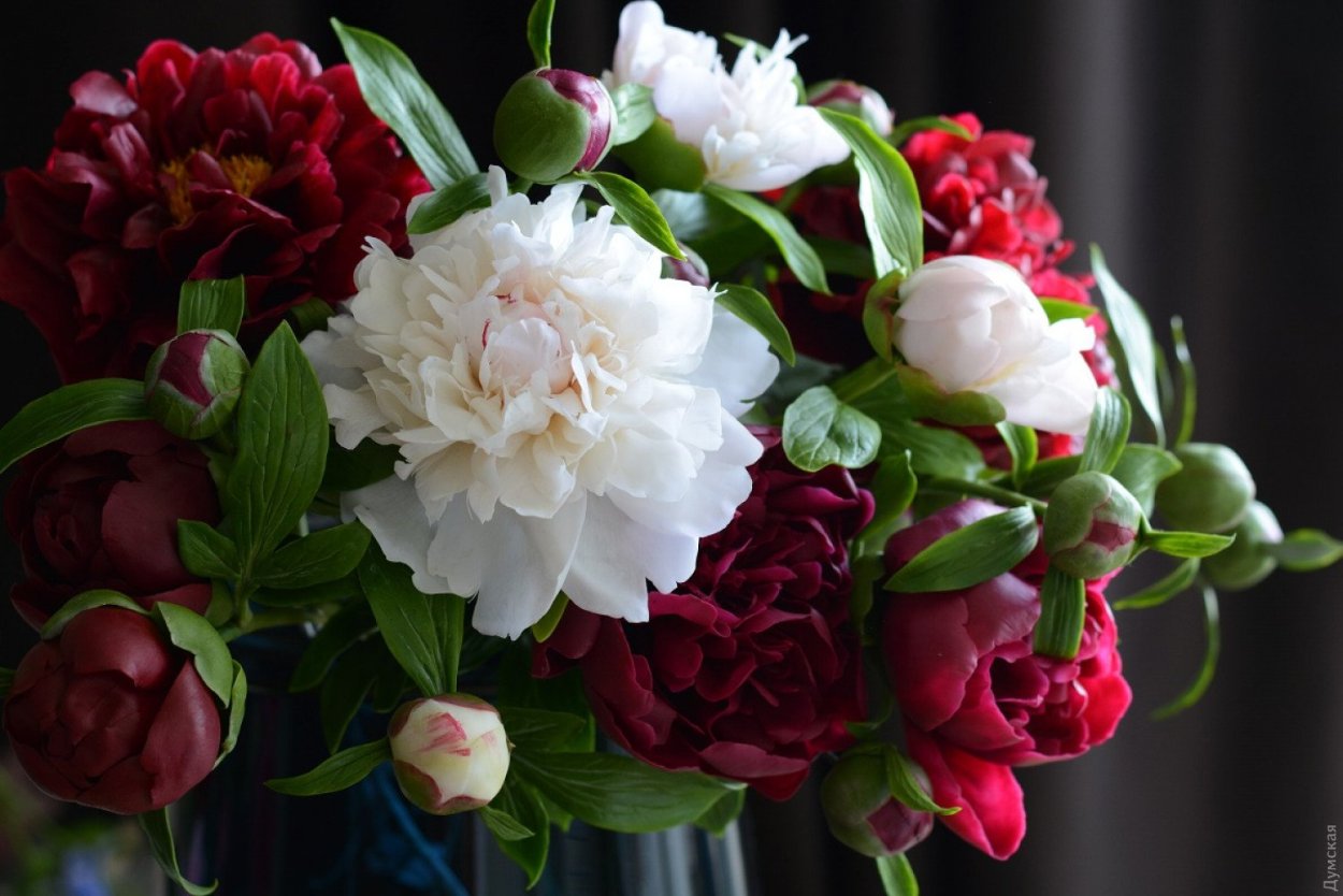 13 Пионов Сара Бернар