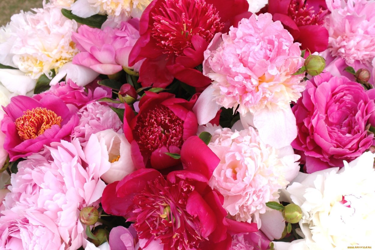 Пион Питер Бранд