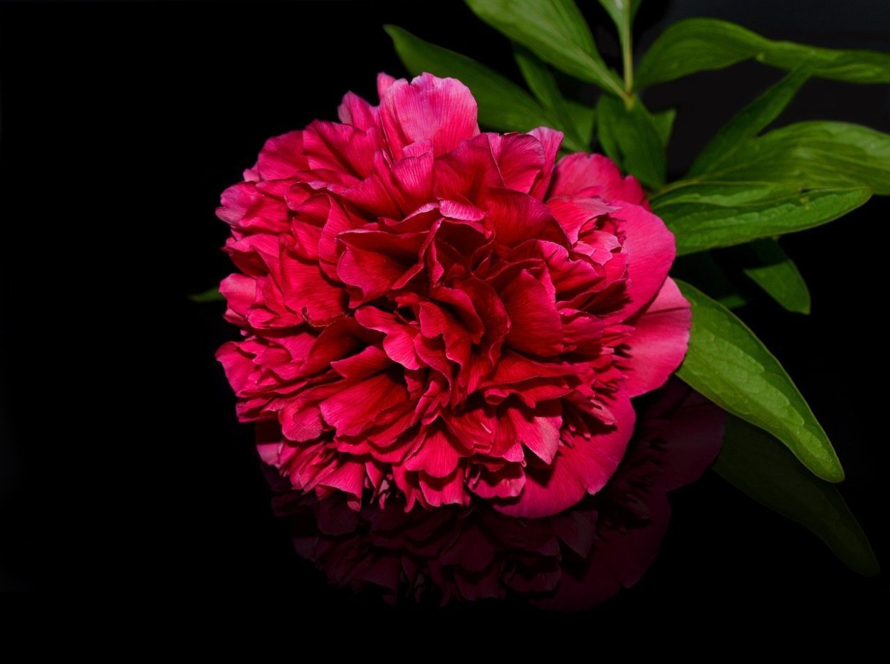 Цветы пионы бордовые