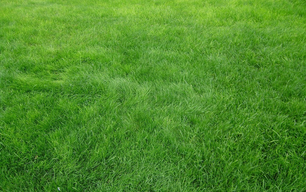 Газон трава текстура