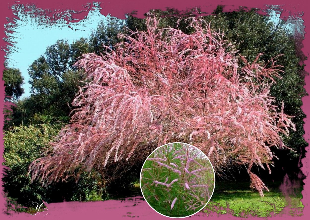 Тамарикс пятитычинковый