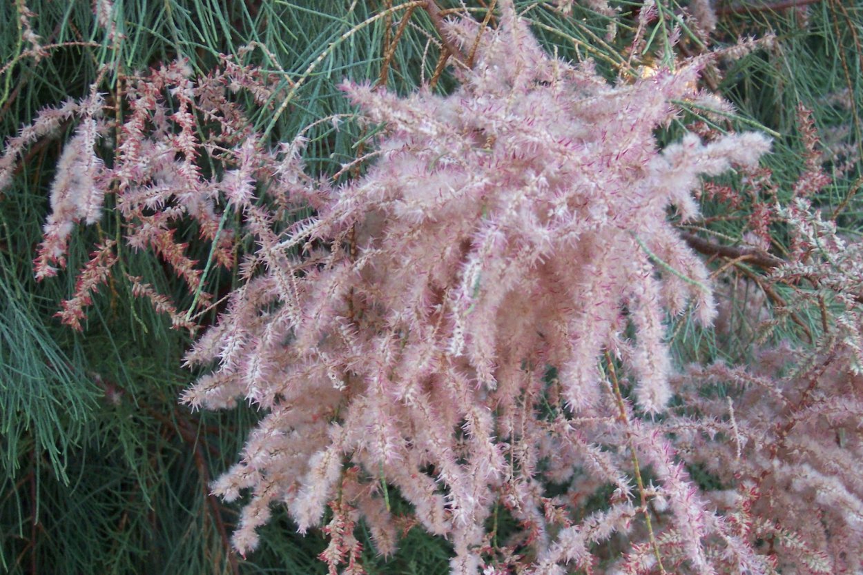 Tamarix aphylla