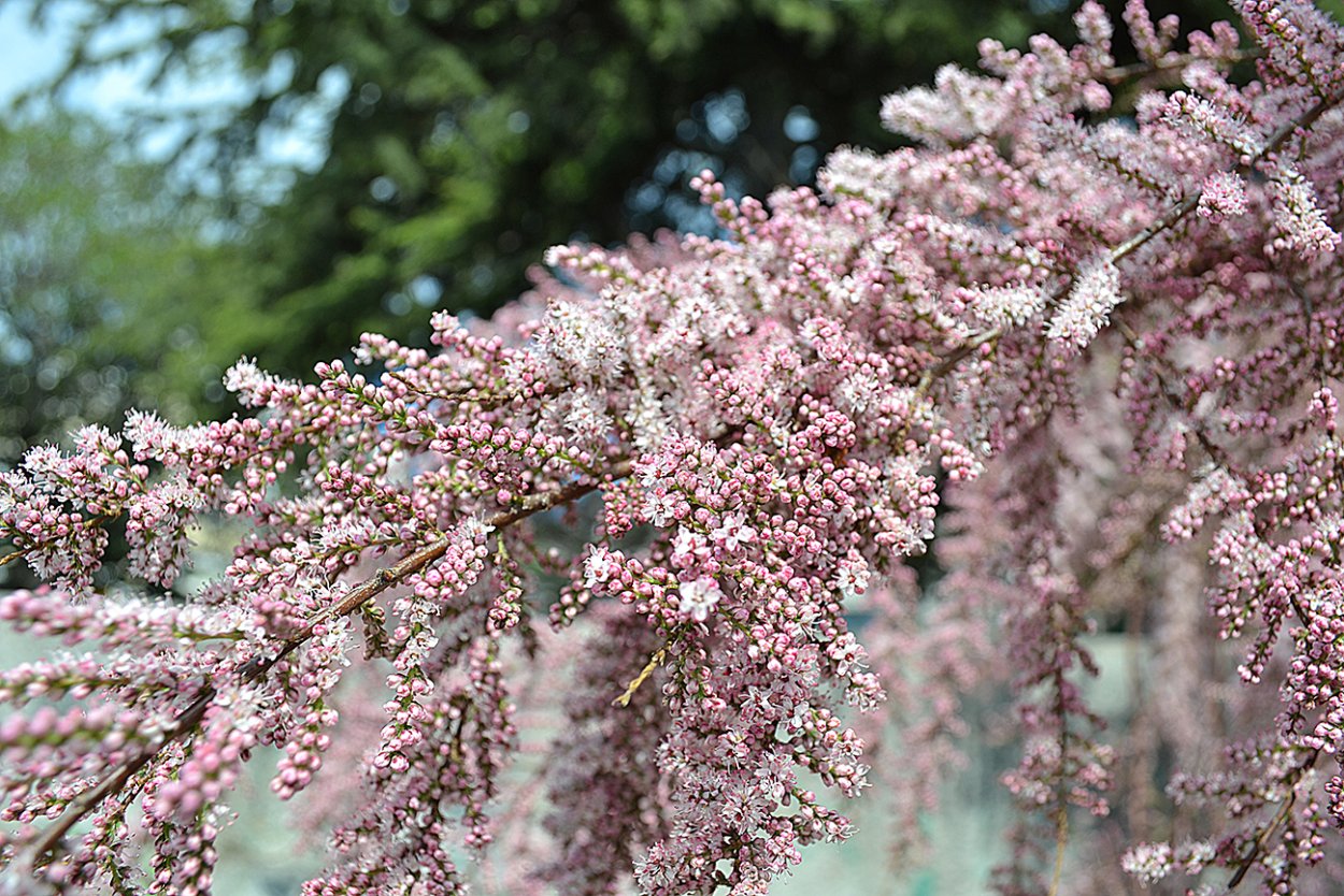 Тамарикс в Севастополе