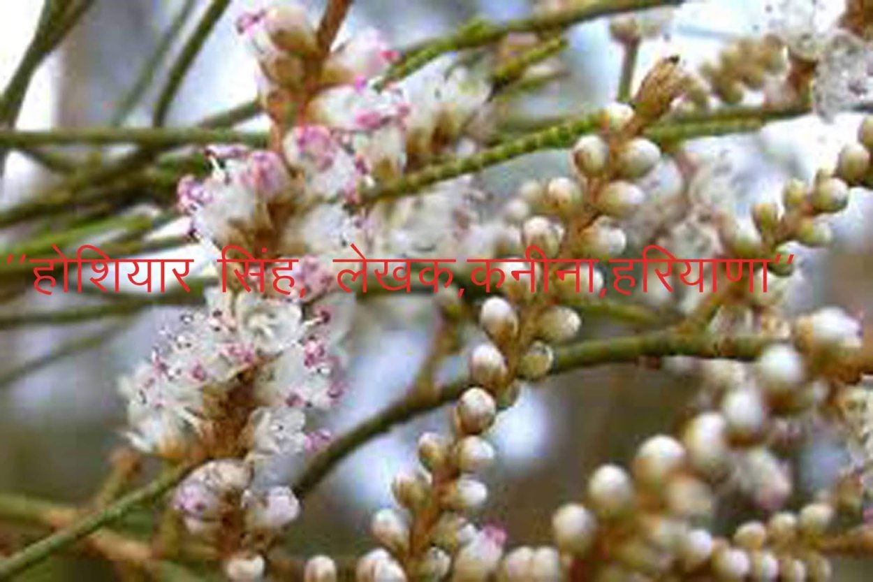 Гребенщик (тамарикс), Египет