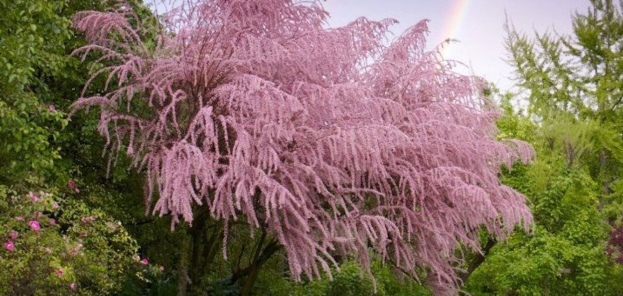 Тамарикс бисерник кустарник