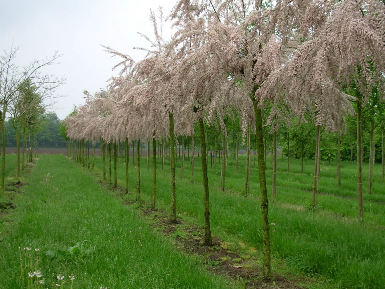 Ствол тамарикса гребенщика фото