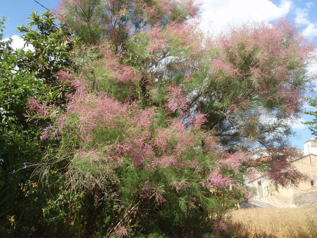 Тамарикс Парвифлора