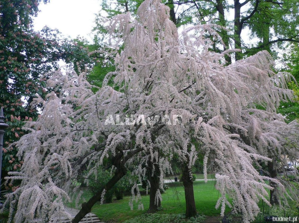Тамарис хвойник